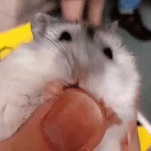 Hamster Licking Human Finger Meme GIF
