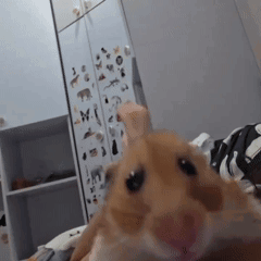 Hamster Looking at Camera in Front of Sticker Fridge