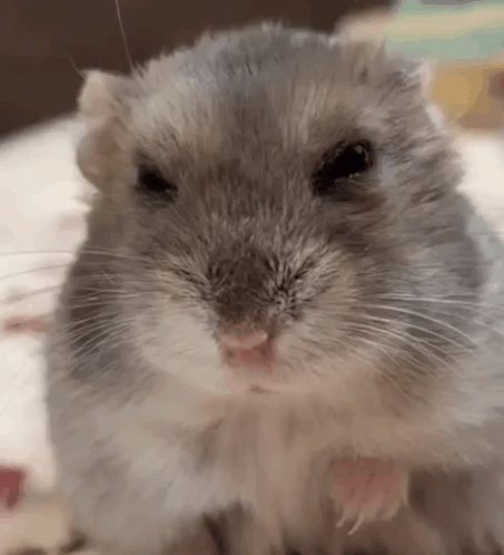 Hamster Looking at Camera with Open Mouth