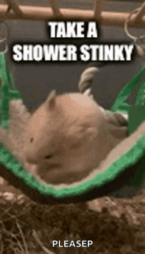 Hamster Lying in Hammock with Shower Message