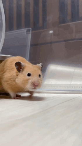 Hamster on Wooden Floor in Front of Clear Container
