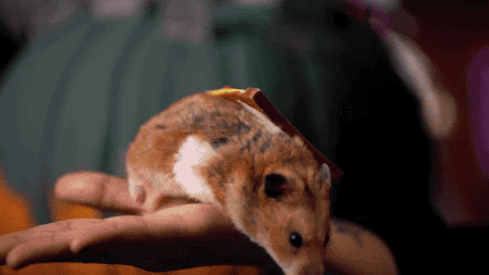 Hamster Rat Showering Pizza Souris GIF