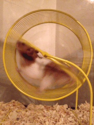 Hamster Running in Yellow Wheel
