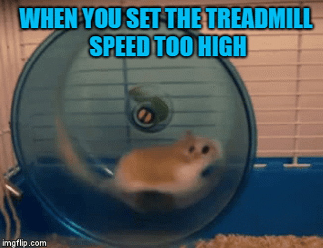Hamster Running On Spinning Wheel Meme GIF