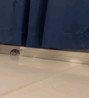 Hamster Running on Tiled Floor