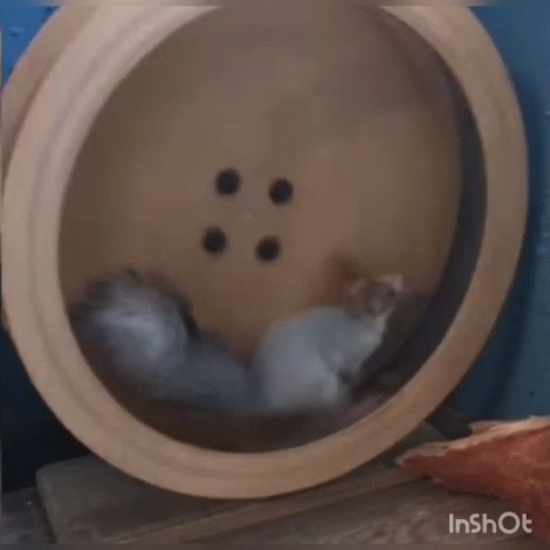 Hamster Running on Wooden Wheel