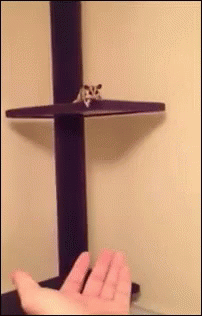 Hamster Running on Wooden Wheel With Holes