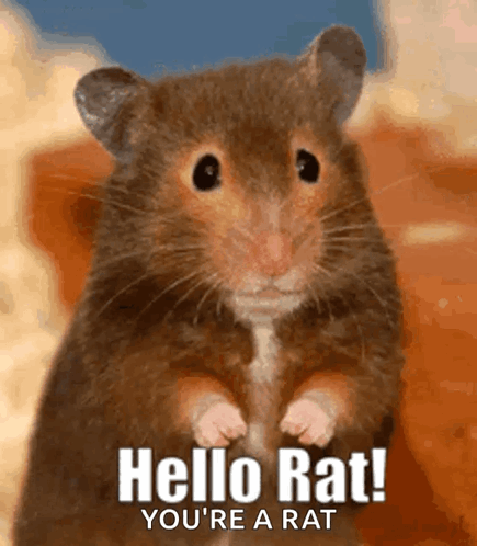Hamster Saying Hello Rat You Are a Rat