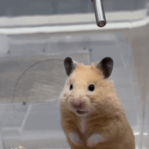 Hamster Sitting Eating Food