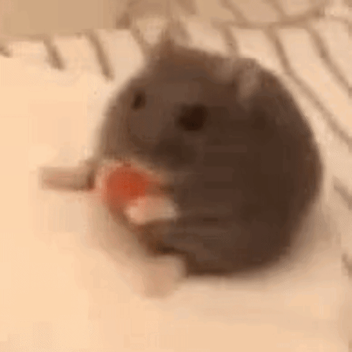 Hamster Sitting Eating Food