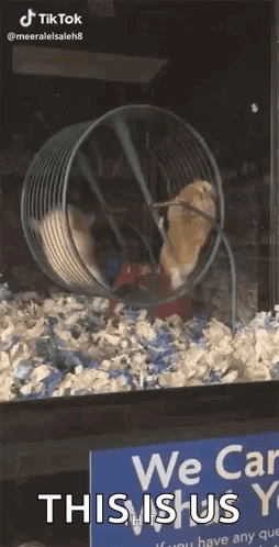 Hamster Sitting in Wheel with We Can Sign