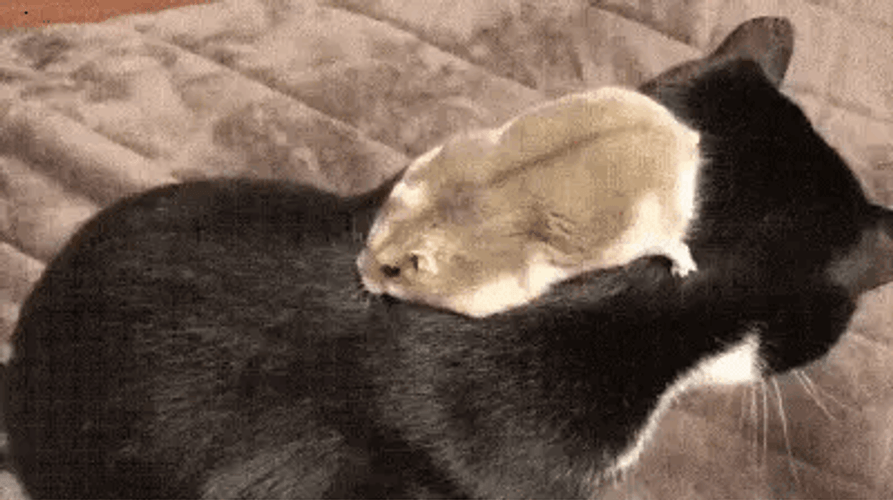 Hamster Sliding Down Cat's Back Meme GIF