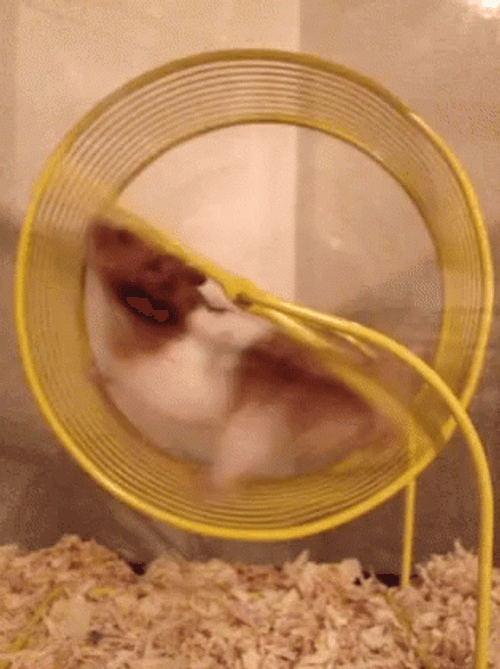 Hamster Spinning Wheel GIF