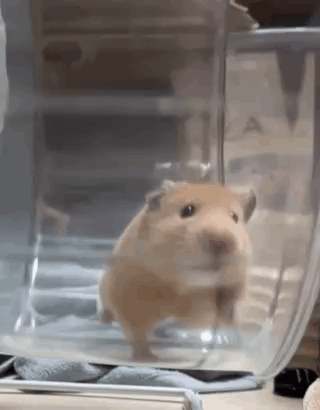 Hamster Standing in Cage