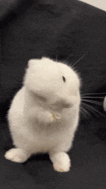 Hamster Standing On Couch GIF