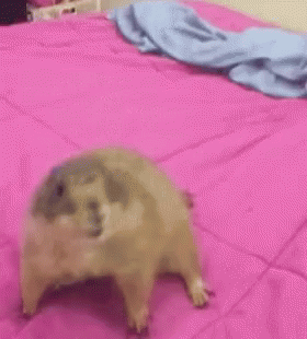 Hamster Standing on Hind Legs on Pink Blanket