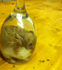 Hamster Trapped Wine Glass Cute Animal GIF