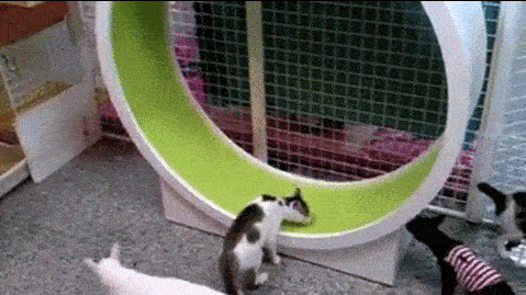 Hamster Wheel Cats Laser Chase GIF