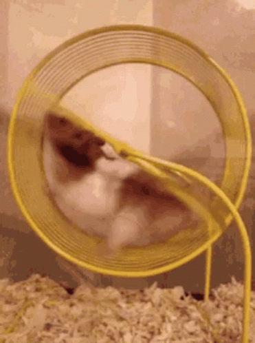 Hamster Wheel Cute Frustration GIF