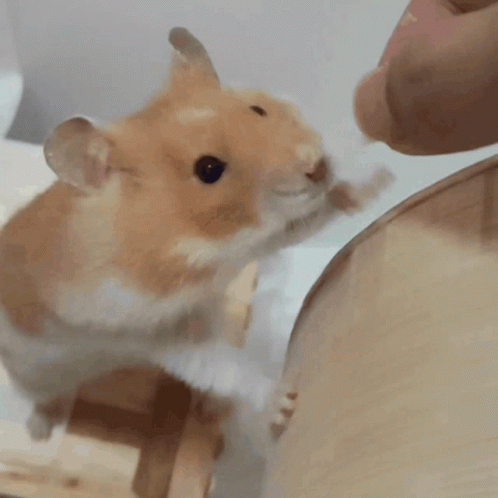 Hamster Wheel Cute Standing Eating GIF