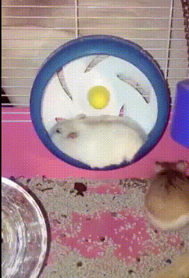 Hamster Wheel Fight For Place GIF