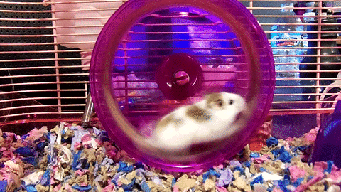 Hamster Wheel Funny Double Spin GIF