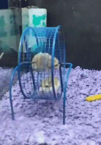 Hamster Wheel Funny Spin Fail GIF