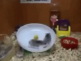 Hamster Wheel Play Circling Fail GIF
