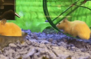 Hamster Wheel Running Bully Fail GIF