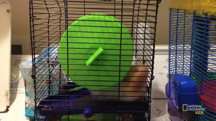 Hamster Wheel Tiny Cage Fail GIF