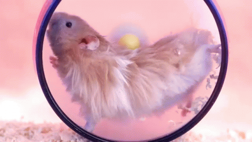 Hamster Wheel Tired Fall Fail GIF