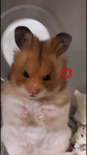 Hamster with Red Star Face