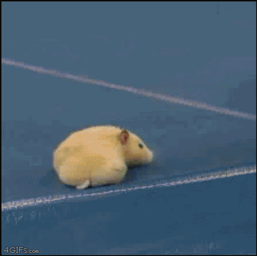 Hamster Wrestling Match Meme GIF