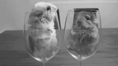 Hamsters In Glass Cute Smooch GIF