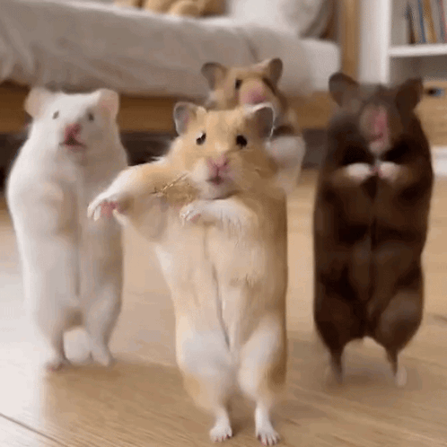 Hamsters Standing On Hind Legs GIF