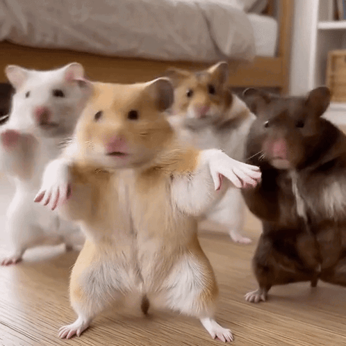 Hamsters Standing on Hind Legs