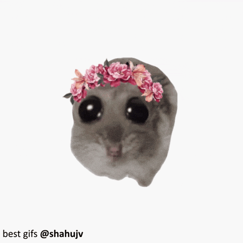 Hamstii Bi Eye Hamster Gif GIF