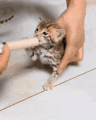 Hand Feeding Hungry Baby Kitty GIF