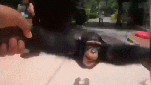 Hand Holding Monkey Spinning GIF