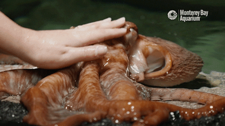 Hand Petting An Octopus GIF