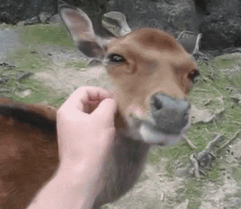 Hand Scratching Deer GIF