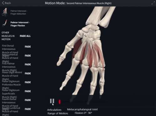 Hand Skeleton Saying Motion Mode Second Palmar Interosseus Muscles GIF