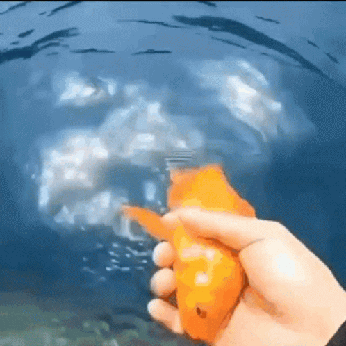 Hand Throwing Goldfish That Keeps Coming Back GIF