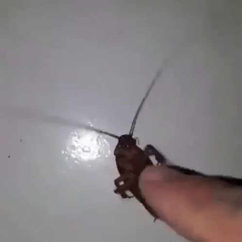 Hand Tickling A Cockroach GIF