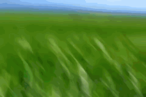 Hand Touching Green Grass GIF