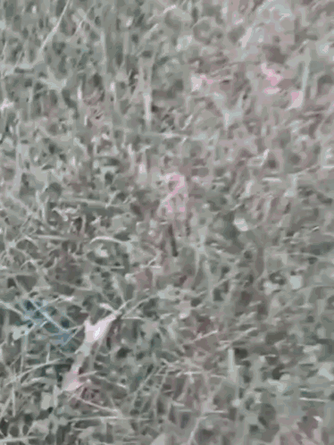 Hand Touching Lush Green Grass