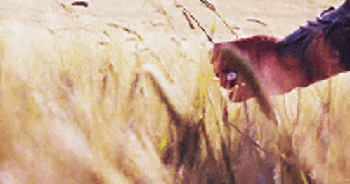 Hand Touching Plant In Field GIF