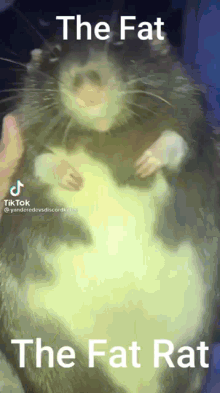 Handful Fat Rat Lie Bed GIF
