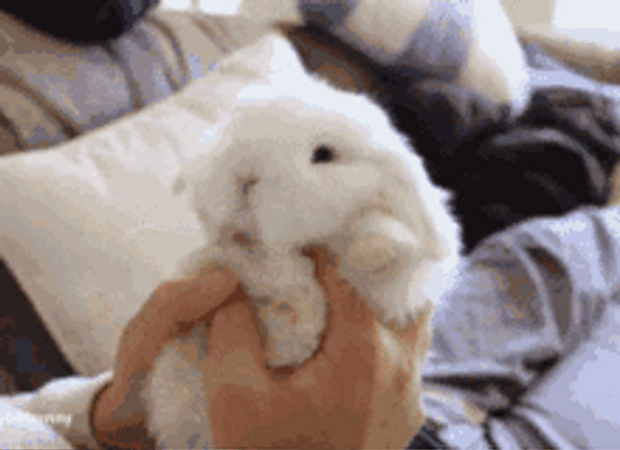 Hands Holding Cute And Fluffy Bunny GIF