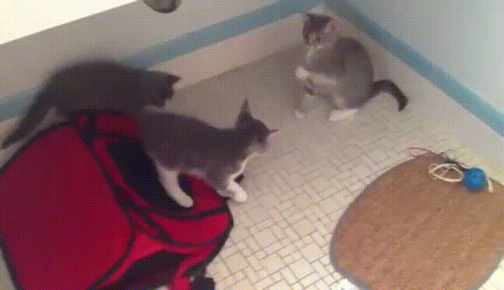 Hands Up Cat Play Fight Funny GIF
